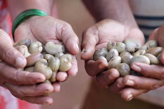 Chain Development in India's Cashew Industry