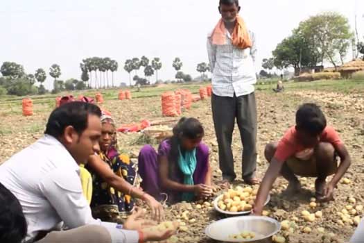 farmers at work in their vegetable plots