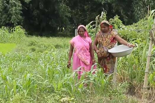 Women farmers at work in their vegetable plots